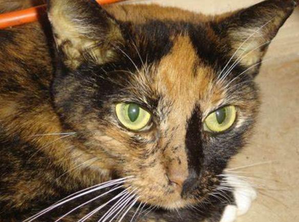 绿茶含有「伤肝」物质？不能喝？事实上，手里的茶杯不用放下