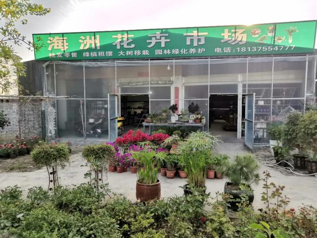 平凉花卉市场在哪里 西平县海州花卉市场满目春色开市忙