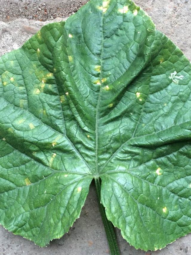 有机黄瓜高效种植技术第四篇 有机黄瓜的病害防治