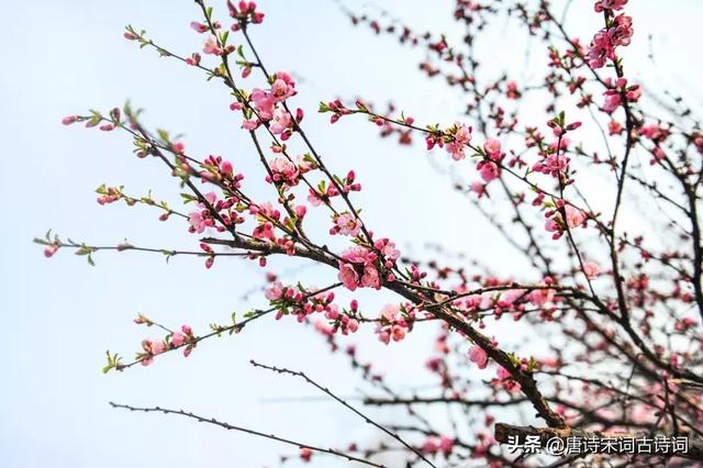 桃花古诗大全，桃花十里诗句？