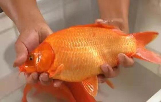 鱼从鱼缸里跳出来怎么急救（观赏鱼跳缸后怎么处理）