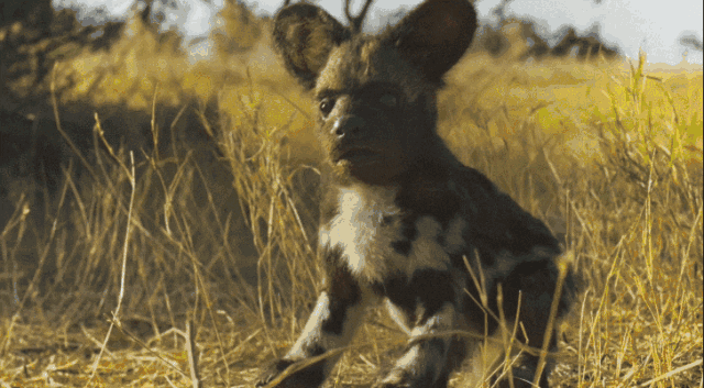 16部超赞自然纪录片，让孩子足不出户看到地球的“真实面目”！