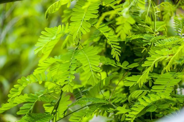 鸡骨草——清热解毒，利胆退黄，给你的肝脏满满的呵护