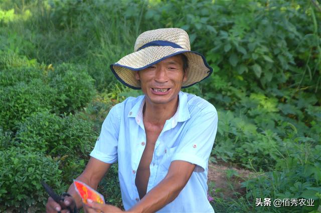 8月份，中药材菊花将迎来一种重要害虫，防治要确保“稳准狠”6