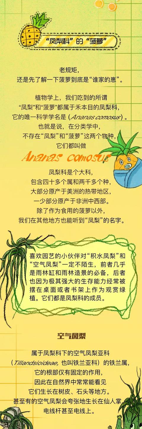 凤梨是什么水果