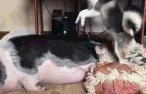 477_310gif 动态图 动图