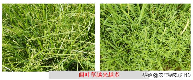 水稻直播除草，从重视三次封闭除草开始，这些你都知道吗？4