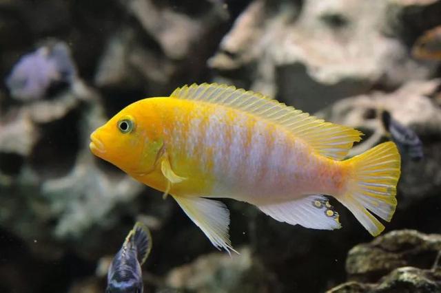 慈鲷(慈鲷科) | 伯乐创业网