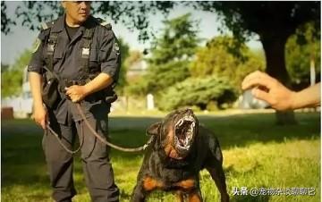 防暴犬