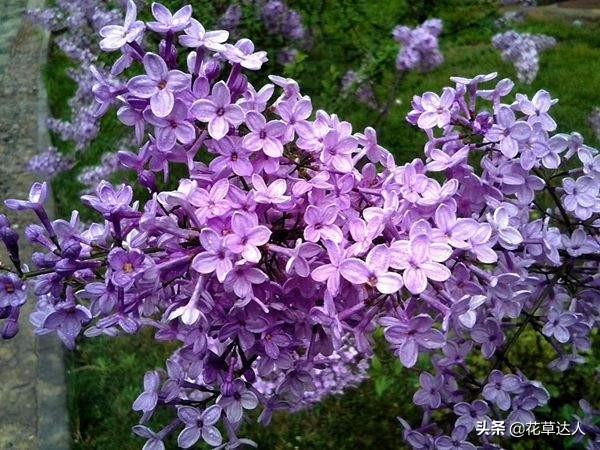 丁香花是什么颜色的