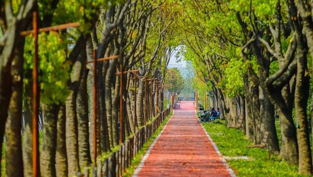 上海吧上海這5個超大郊野公園十一假期上海十大郊野公園排名