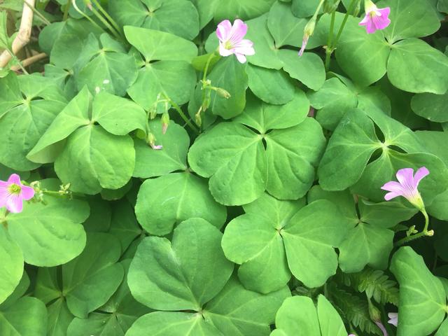 农村常见又能吃的野菜，都是价值珍贵的中药材，看看你吃过几种？