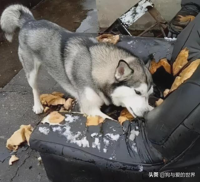 比格犬