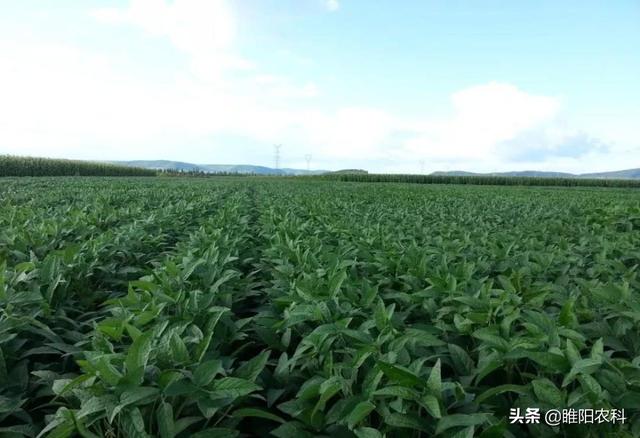 花生、大豆田最好用的除草剂配方，一遍就能将所有杂草除干净