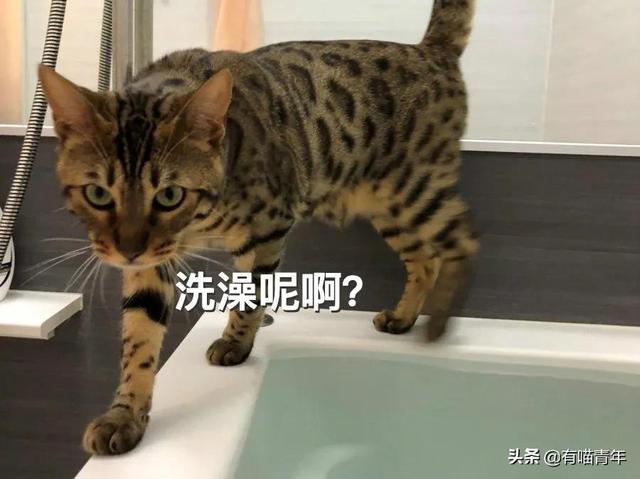 豹猫图片