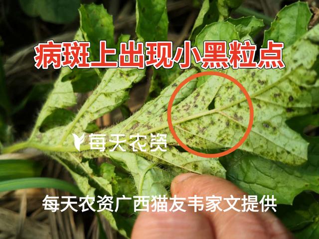 及时防治！西瓜这7种病虫害，叶斑病、蔓枯病、蚜虫、蓟马……4