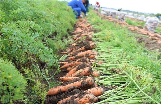 胡萝卜黑腐病一年比一年严重？找出根本原因，重预防、辅治疗7