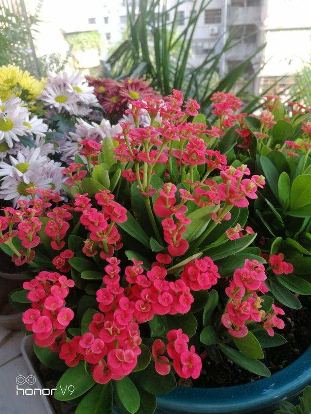 花卉种类