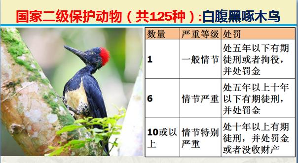 国家二级保护动物