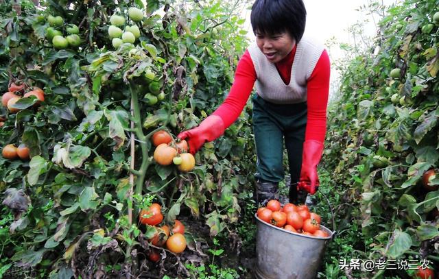 噻虫嗪治棉铃虫太厉害了！除虫干净又彻底，一季没虫害，真管用9