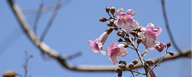 4月开什么花