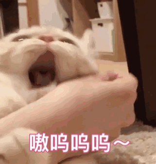猫咪咬人怎么办