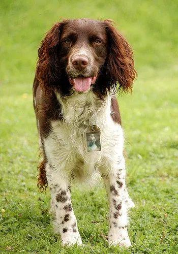 英国跳猎犬