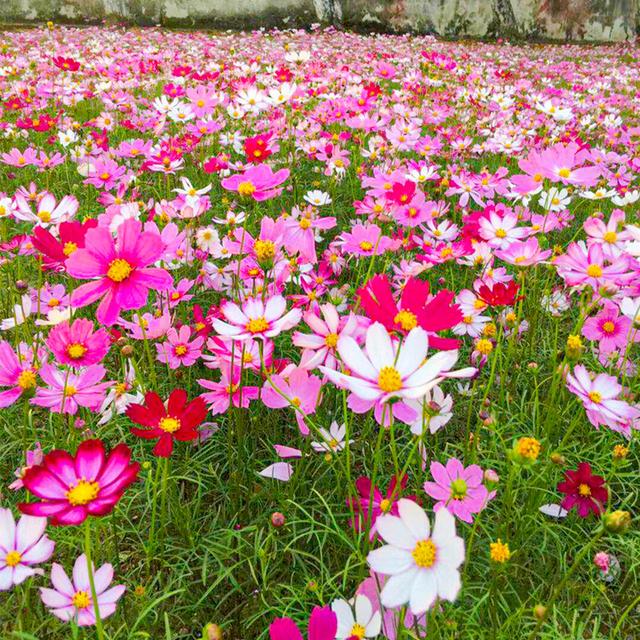 花卉种子