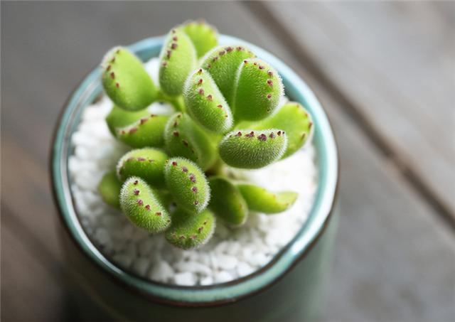 十日談 窗台上的 熊童子 們 Kks資訊網