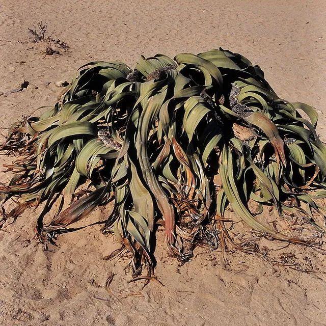 植物界的活化石