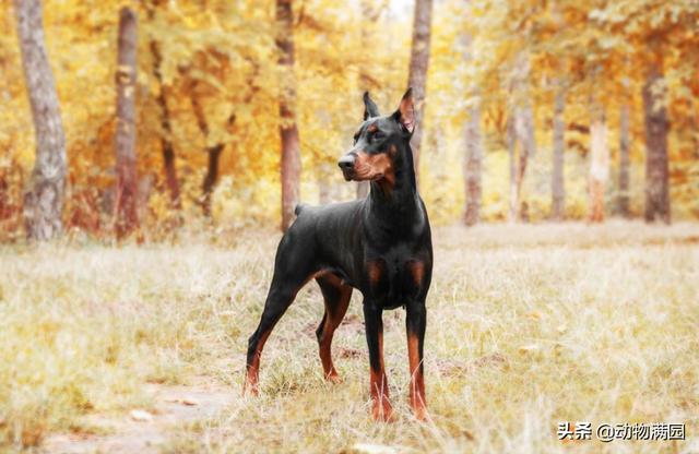 杜兵犬 杜兵犬（杜宾犬咬人） 动物