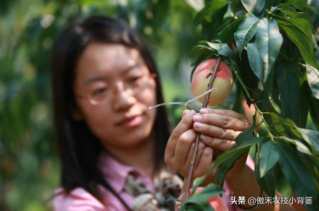 梨小食心虫会造成烂果和枯梢，学会这些虫害防治技巧很必要3