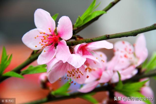 果树萌芽期至盛果期的病虫害发生与防治！看了不后悔