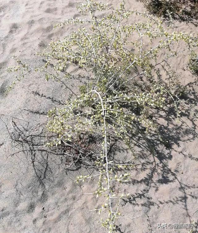 鄂尔多斯河卵石制砂机