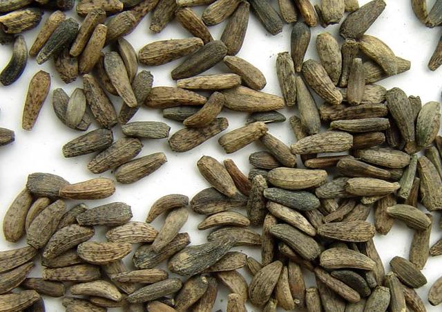 祛风止痒的中药都有什么？