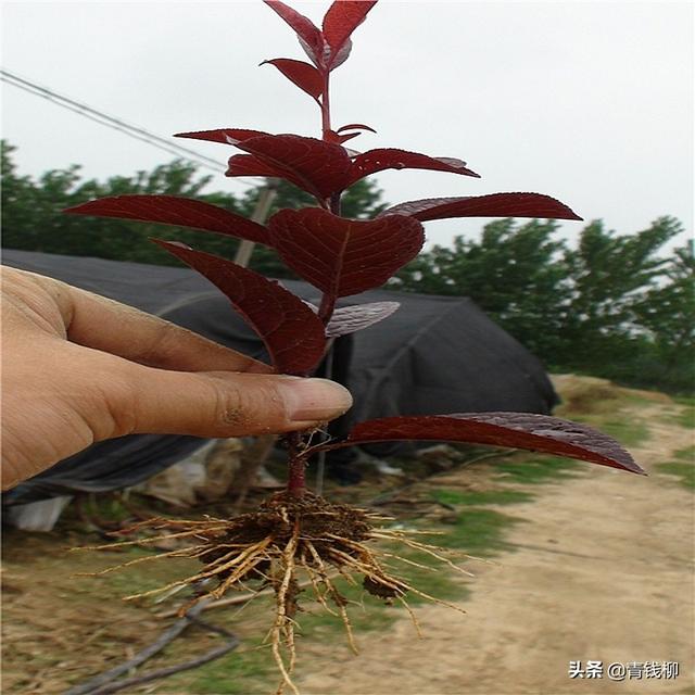 稠李（稠李树）