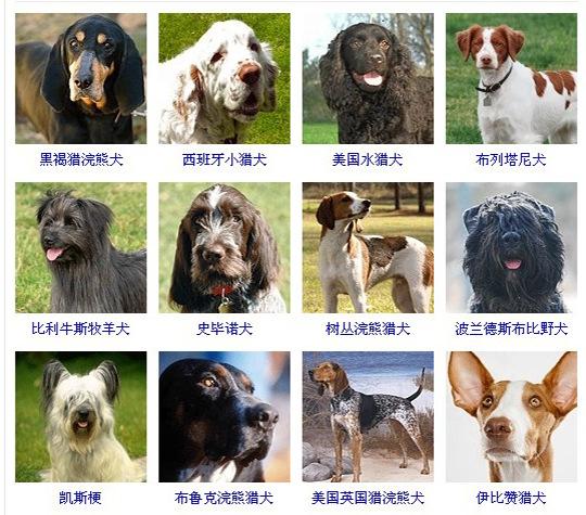 宠物狗品种名字小型图片