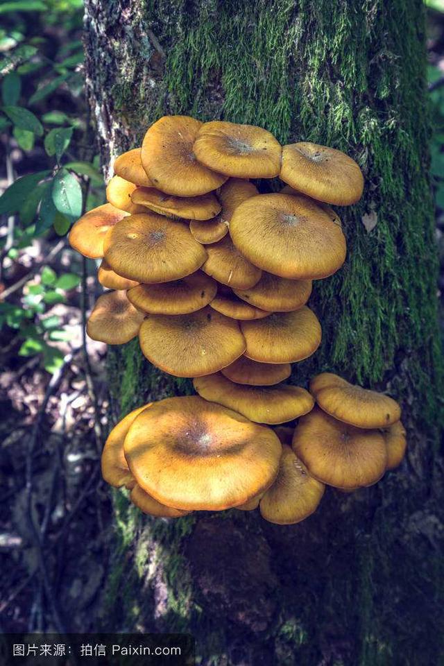 zac(亮菌(jun)) - 淘金网