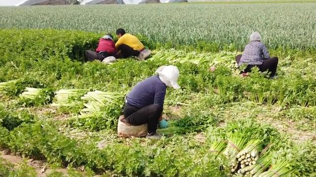 芹菜叶片有斑点，长势差，农户如何解决？掌握2点，轻松防治1