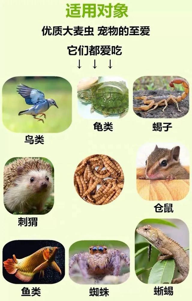 黑粉虫