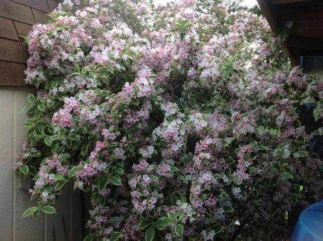 锦带花 锦带花（锦带花和海仙花的区别） 生活