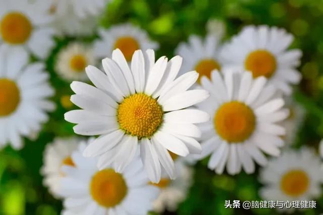 薰衣草精油排行榜