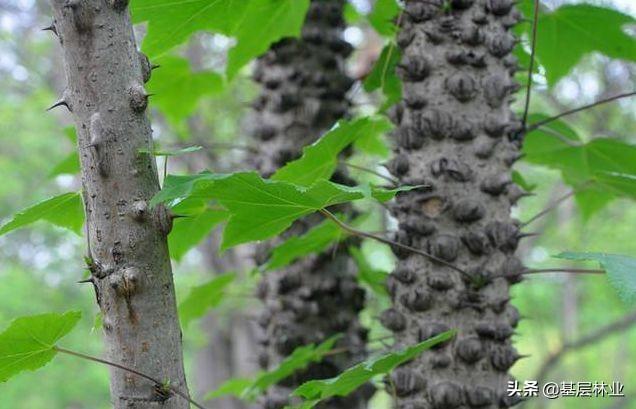刺头是什么意思刺科植物图片