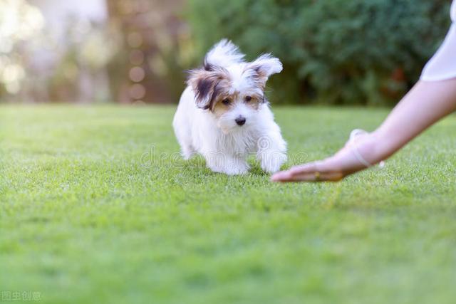 新手教狗狗叫的口令(訓練狗狗說話的口令)-艾拉養犬