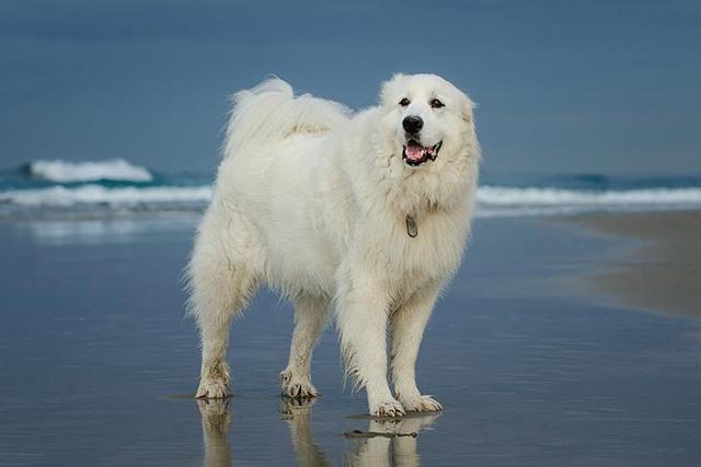 大白熊幼犬