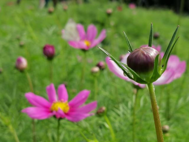 格桑花波斯菊