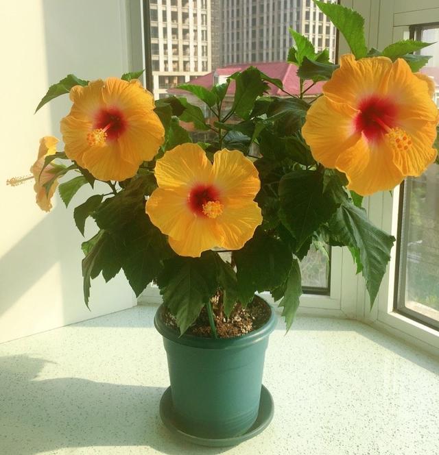 扶桑花怎么养 扶桑花怎么养（扶桑花怎么剪枝视频） 生活