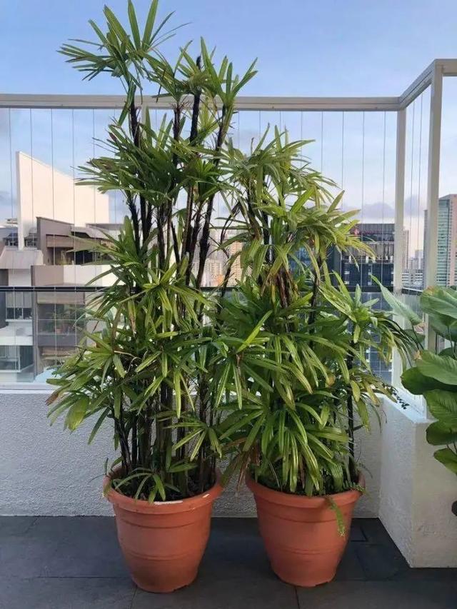 棕竹（棕竹可水培吗，日式、英式、地中海风庭院植物配置