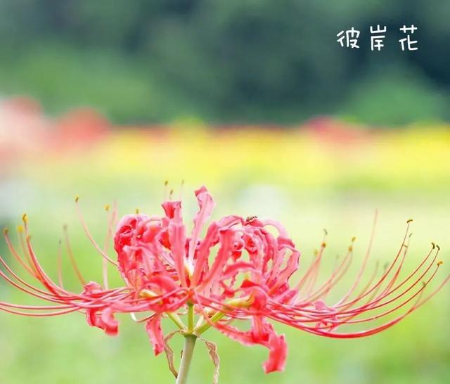 花材（花材修剪）