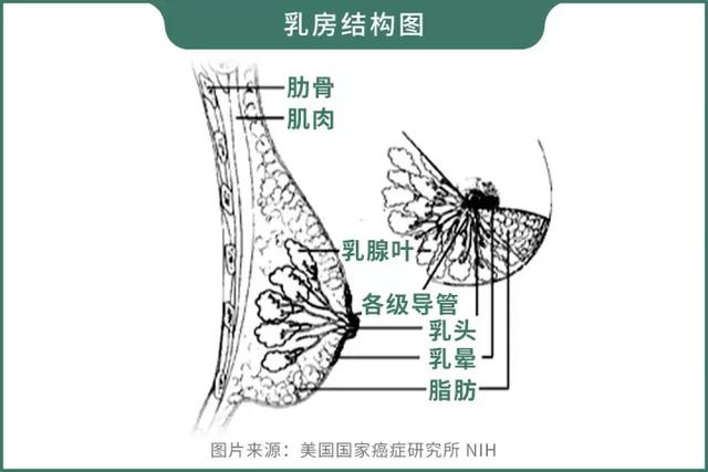 胸平怎么办